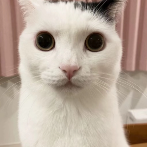 舟骨语