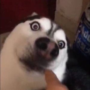 榴莲