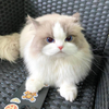 luca
