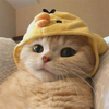 sooucc