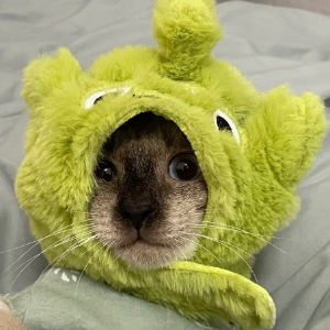 YvonnePu