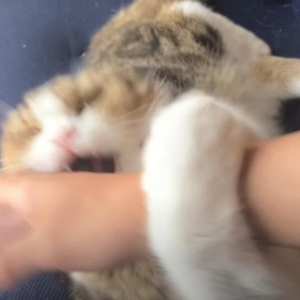 paw