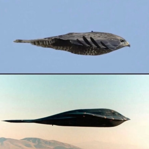 lidecpu