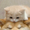 good8