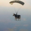 buerka