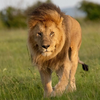 barbarylion