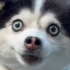 abcdshiwo
