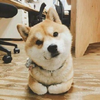 zutianrun