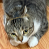 CasenChan