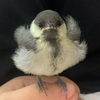 buspotato