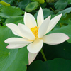 caomu55