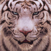 ctiger