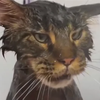 atxe