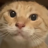 耄耋