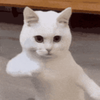 甜菜