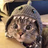 coverer