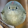figozhu
