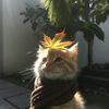 lijboy