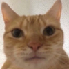 CatGPT