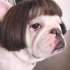 fack-banner
