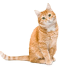 A-Cup-Cat