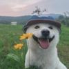 GoldenM