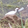 liu7wuyu