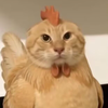 GGGGGGGJin