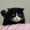 cowcat