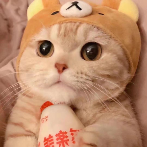 猫哥
