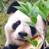 tinghua