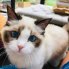 knowckx