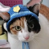 蒸蚌