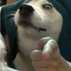 烦者不凡