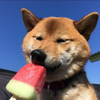 yakta