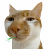 YYOO