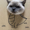 pizzacat