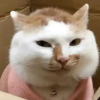 cgi