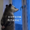 monkeyooho