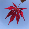 skyaxu