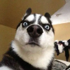 LeeHow