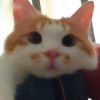 OrangeK