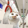 Miaosful