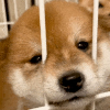 贾君鹏
