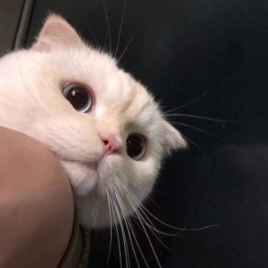 十禾